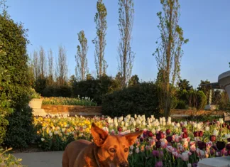 The Bo in Botanic Bo at Tulsa Botanic Garden